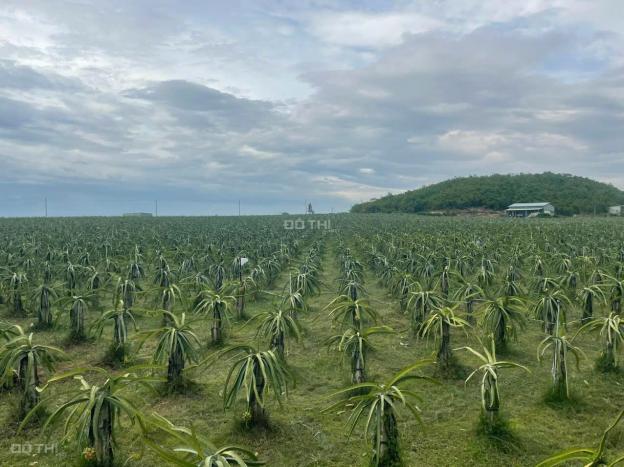Bán vườn thanh long ruột đỏ, Khu vực đá quý Xã Hồng Liêm, Huyện Hàm Thuận Bắc, Bình Thuận 14842127