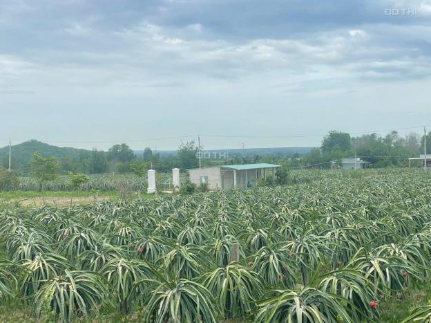 Bán vườn thanh long ruột đỏ, Khu vực đá quý Xã Hồng Liêm, Huyện Hàm Thuận Bắc, Bình Thuận 14842127