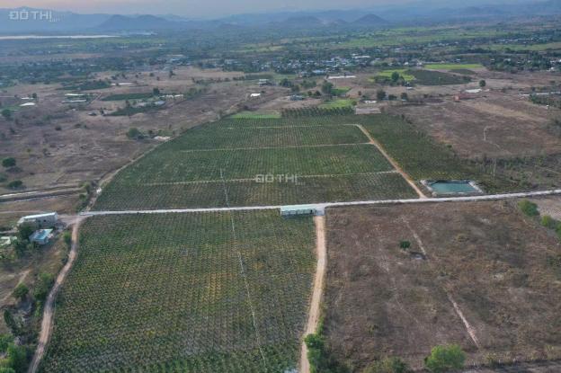 Bán vườn thanh long ruột đỏ, Khu vực đá quý Xã Hồng Liêm, Huyện Hàm Thuận Bắc, Bình Thuận 14842127
