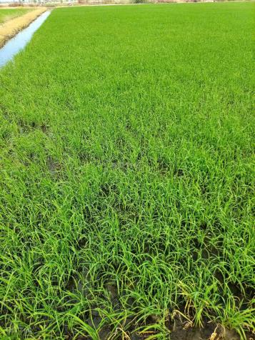 Cần bán gấp 4,5 ha đất tại xã Vĩnh Bình, Huyện Vĩnh Hưng 14847682