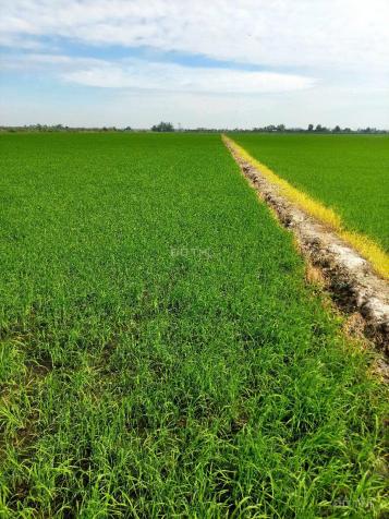 Cần bán gấp 4,5 ha đất tại xã Vĩnh Bình, Huyện Vĩnh Hưng 14847682