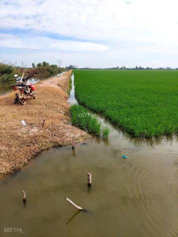 Cần bán gấp 4,5 ha đất tại xã Vĩnh Bình, Huyện Vĩnh Hưng 14847682
