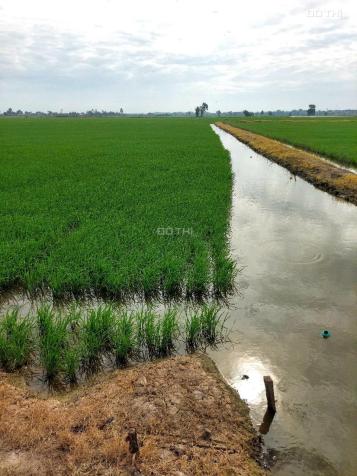 Cần bán gấp 4,5 ha đất tại xã Vĩnh Bình, Huyện Vĩnh Hưng 14847682