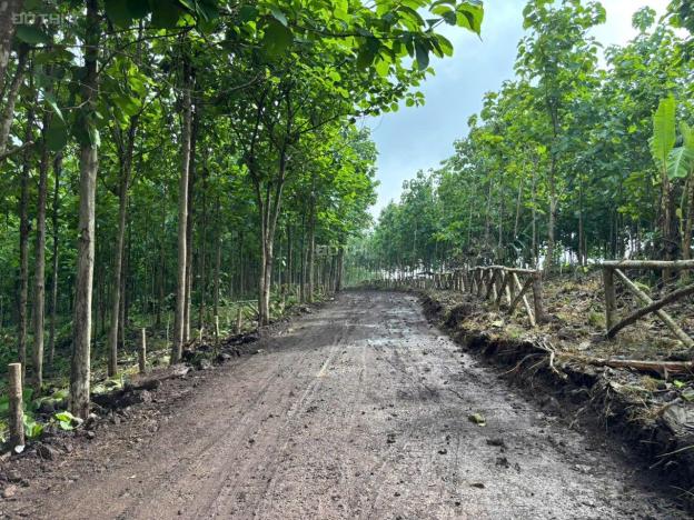 Đất Đẹp La Ngà – Sổ Riêng, View Chill, Đường Ô Tô – Chính Chủ Sang Nhượng 14887317