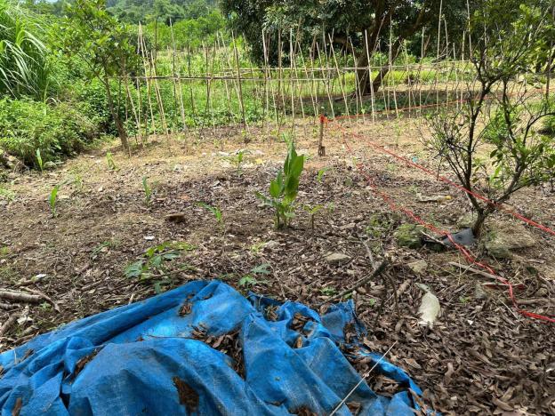 Phúc Xuân - TP.Thái Nguyên, dt 80m2 full thổ cư. Nằm trong dự án Trung Tâm Hành Chính mới xã Đại Ph 14897282