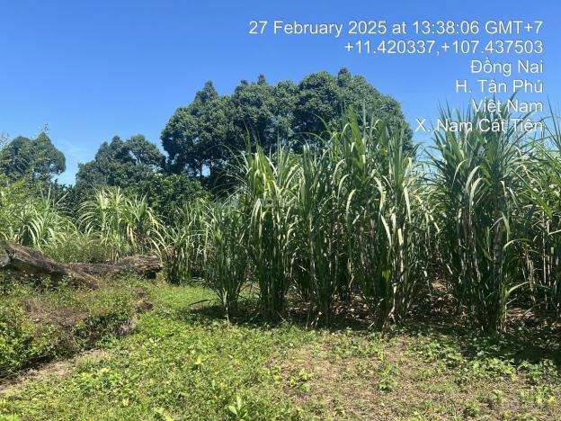 Bán đất hẻm đường 600A, đối diện UBND xã Nam Cát Tiên 14901943