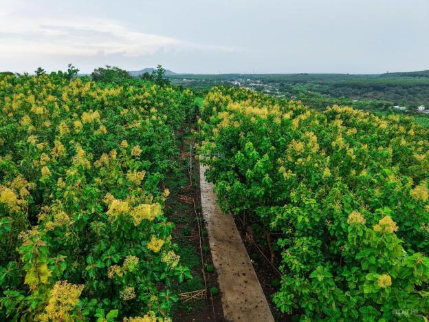 BÁN ĐẤT VƯỜN LA NGÀ - ĐỊNH QUÁN, ĐỒNG NAI, VIEW HỒ TRỊ AN 1000m2 GIÁ CHỈ 850TR 14918829