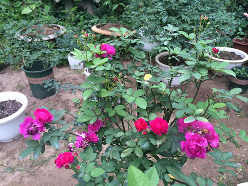 Hơn trăm cây hồng ngoại khoe sắc trong khu đô thị